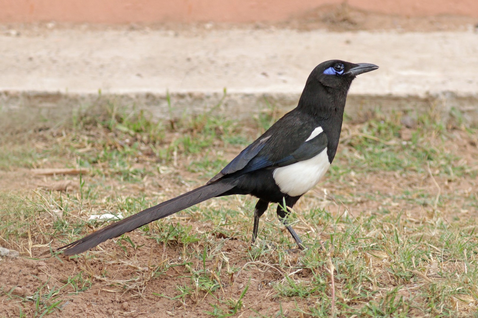 Maghreb Magpie
