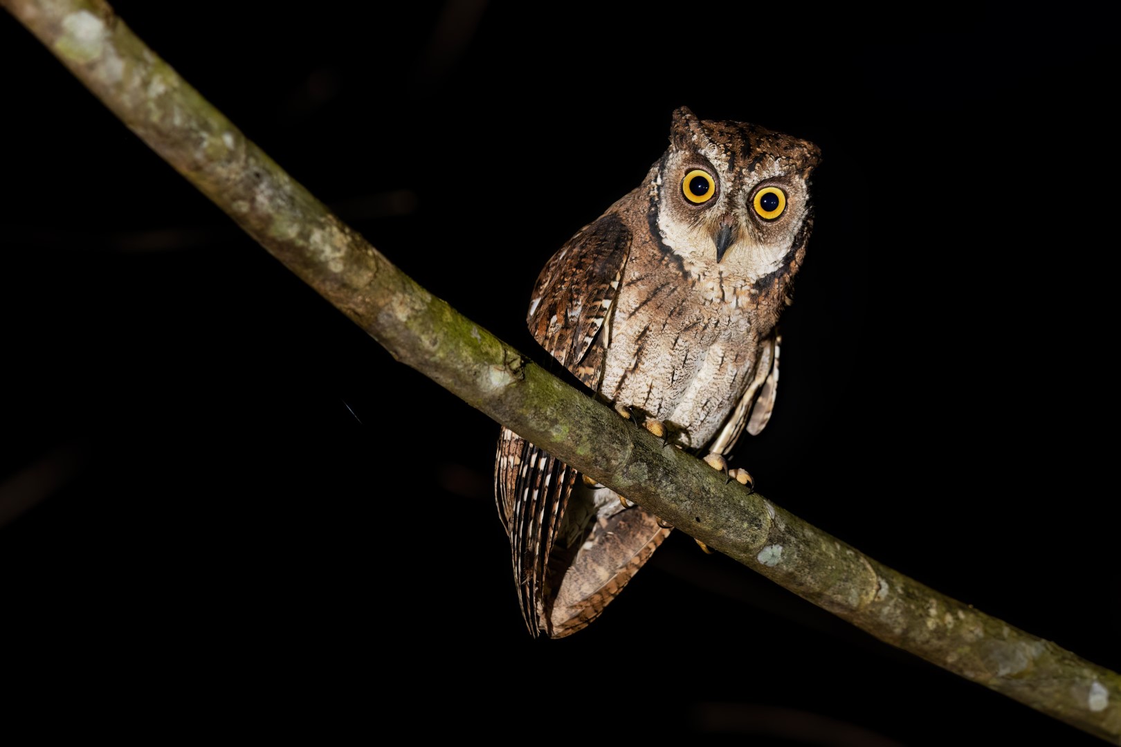 Magical Scops Owl