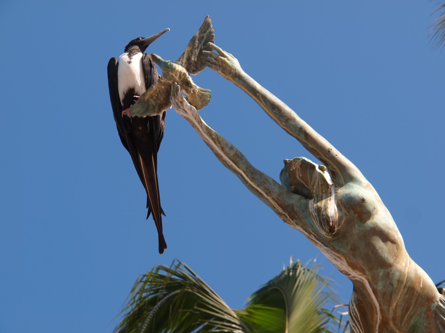 Magnificent Frigatebird