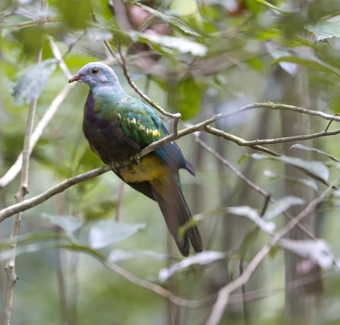 Magnificent Fruit Dove
