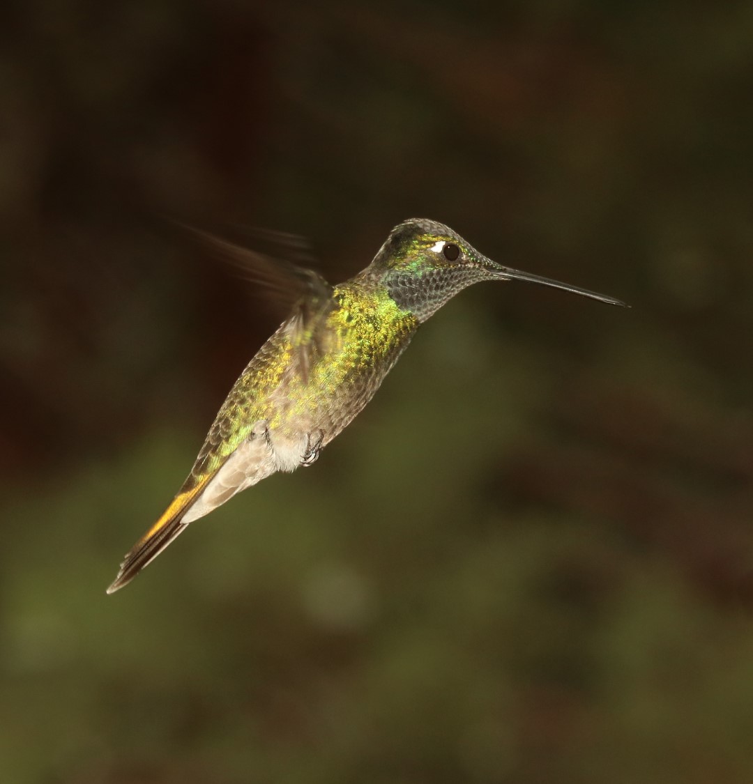 Magnificent Hummingbird