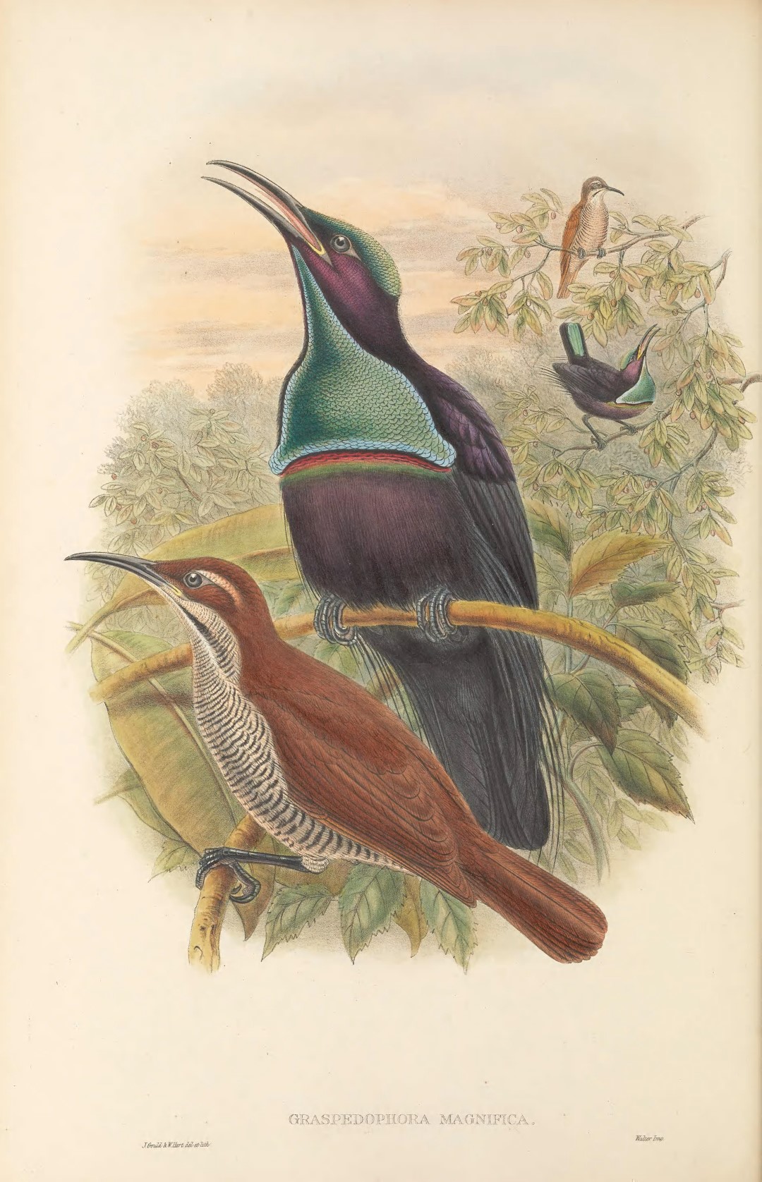 Magnificent Riflebird