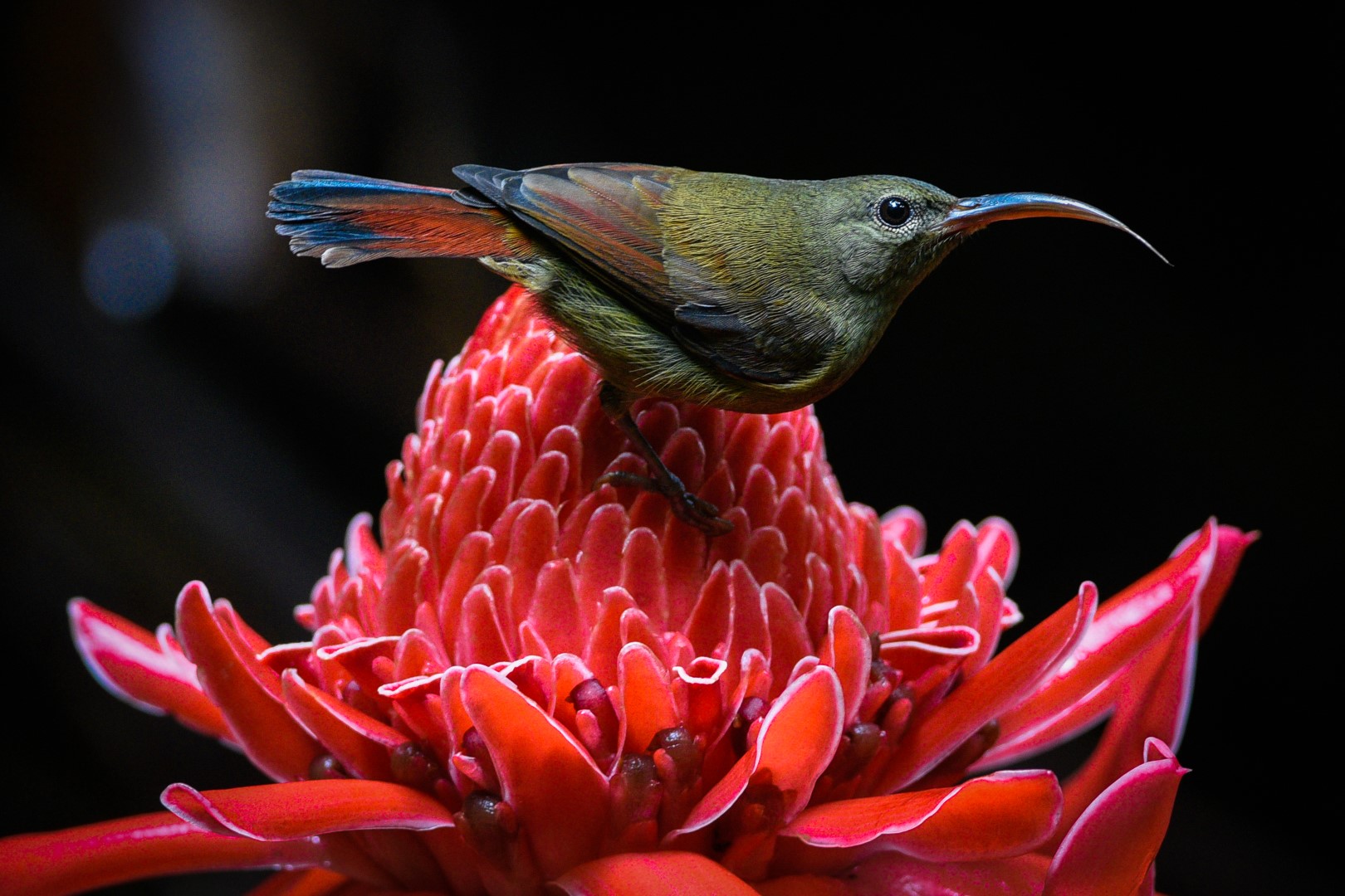 Magnificent Sunbird