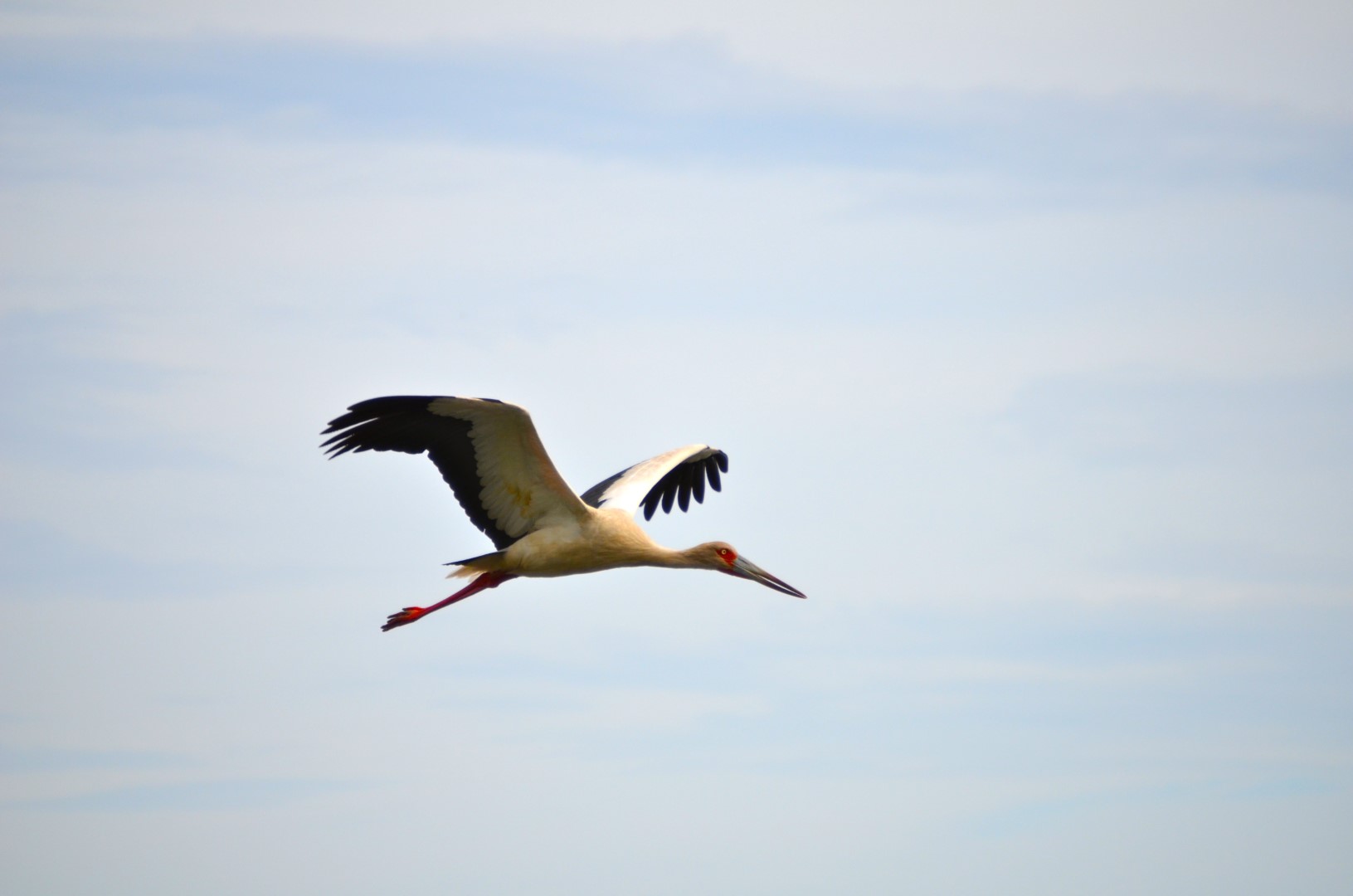 Maguari Stork
