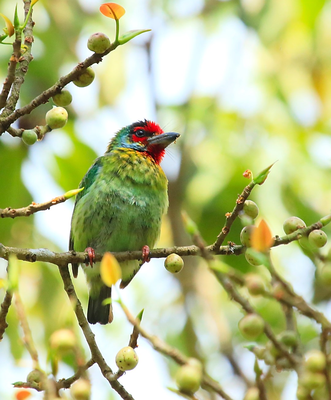 Malabar Barbet