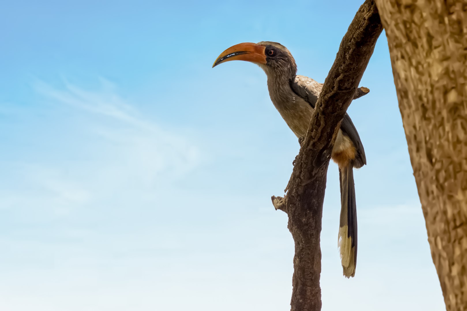 Malabar Grey Hornbill