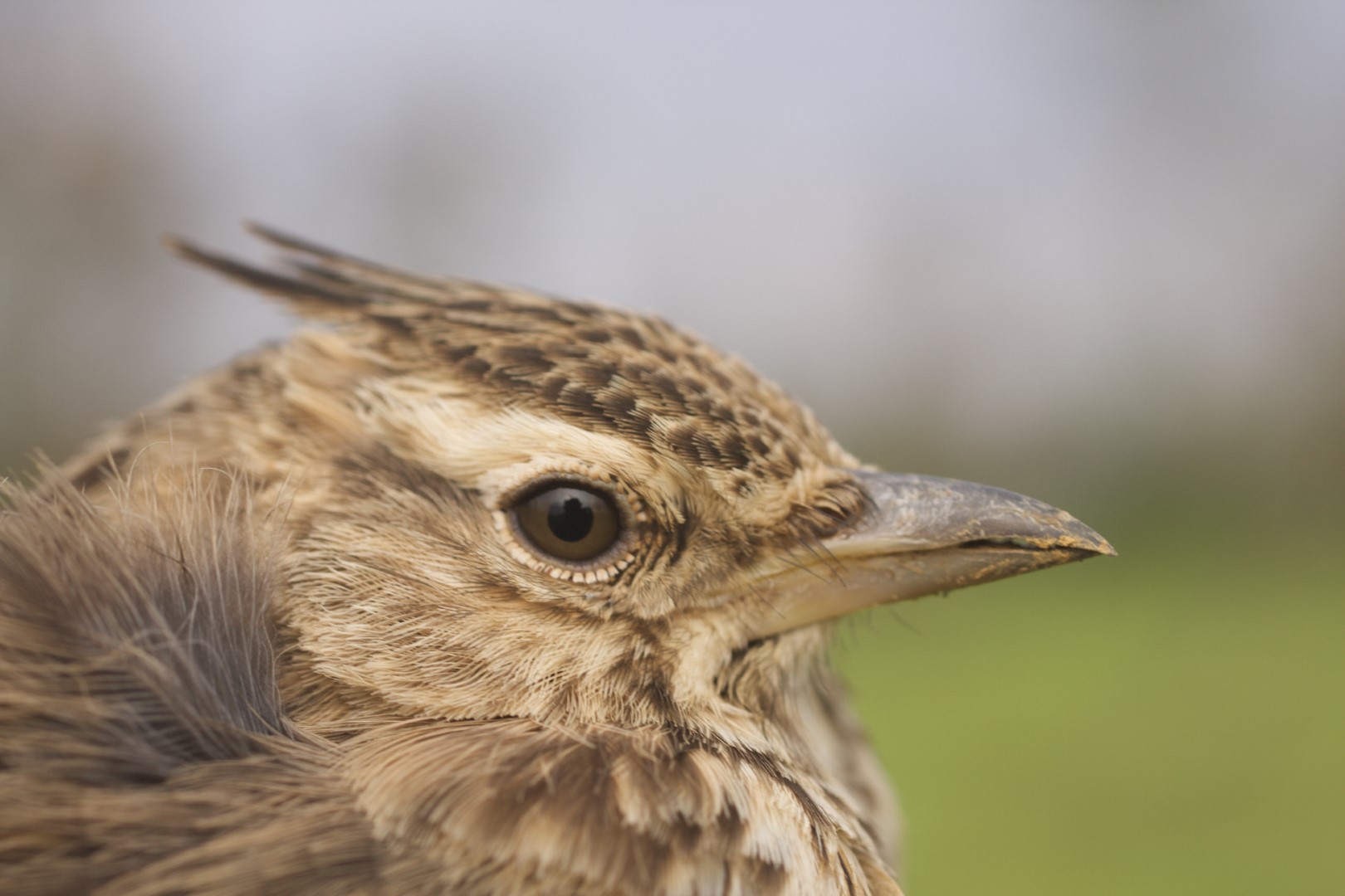 Malabar lark