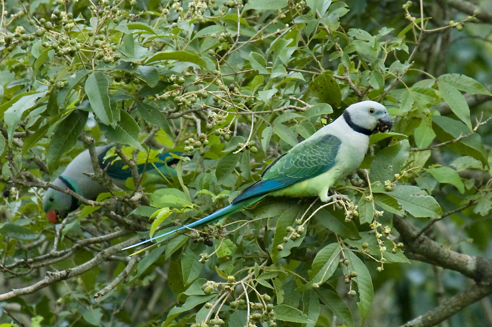 Malabar parakeet