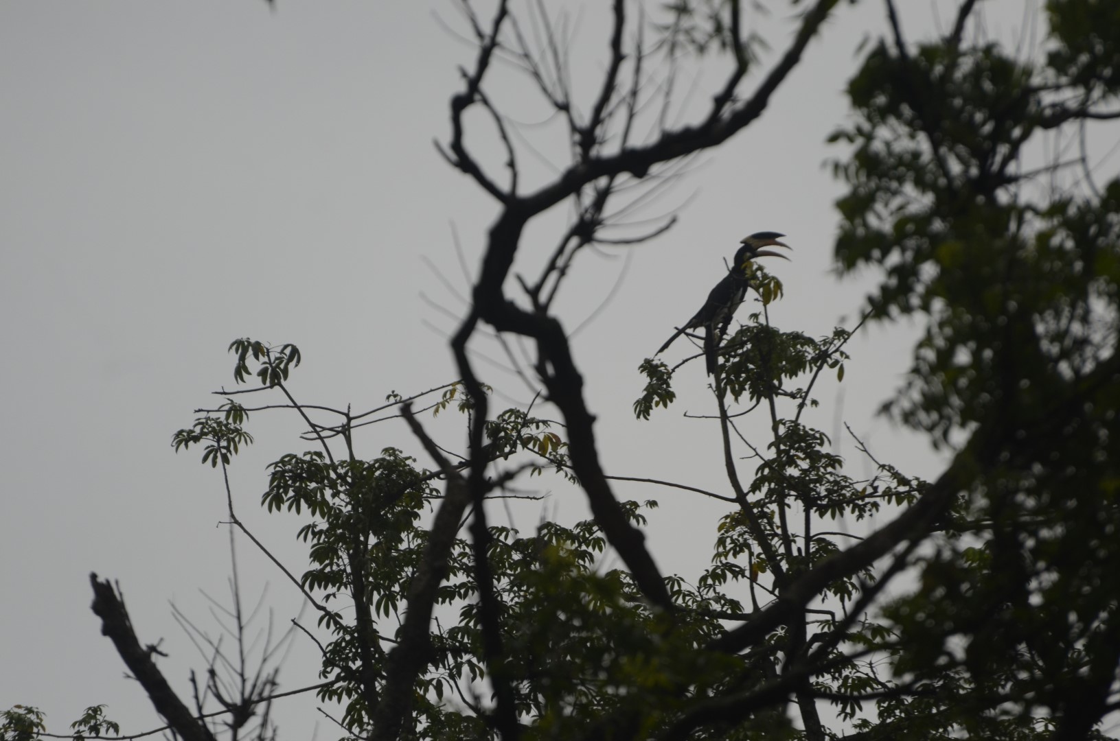 Malabar pied hornbill