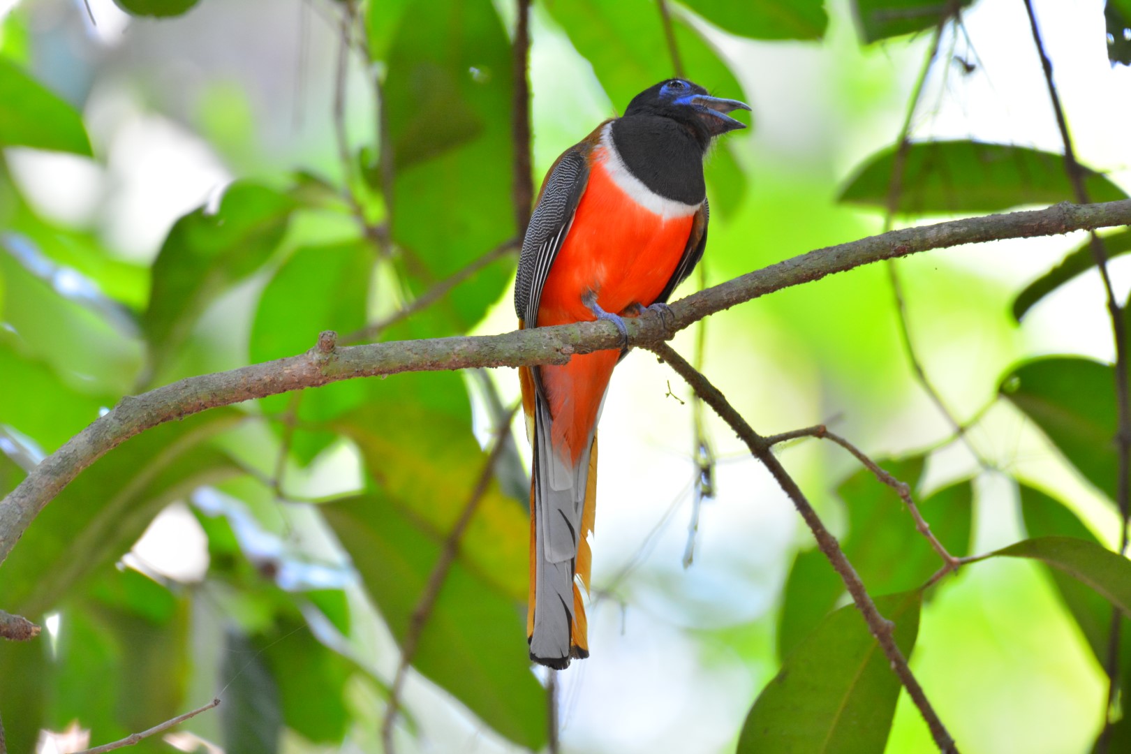 Malabar Trogon