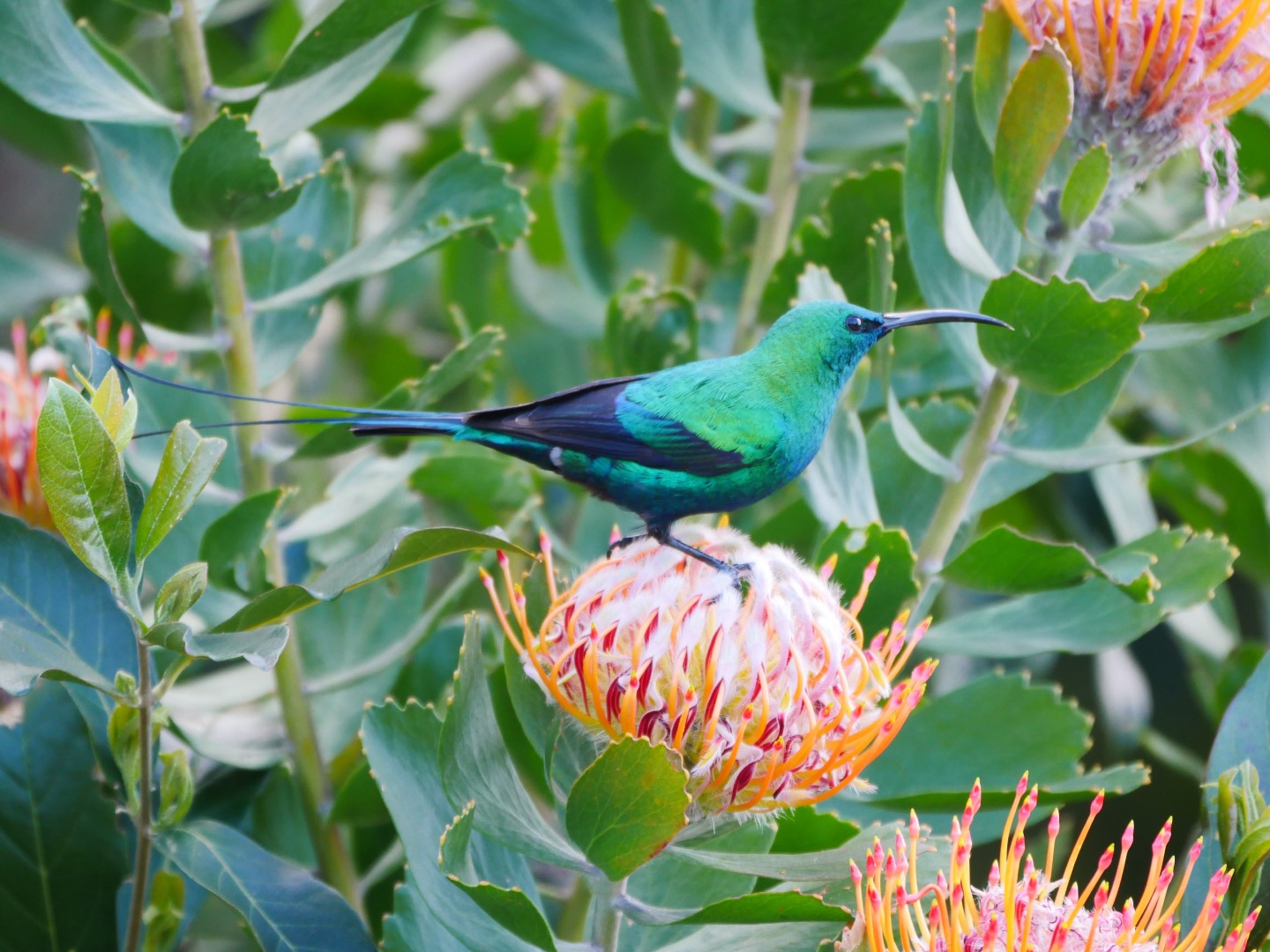 Malachite Sunbird