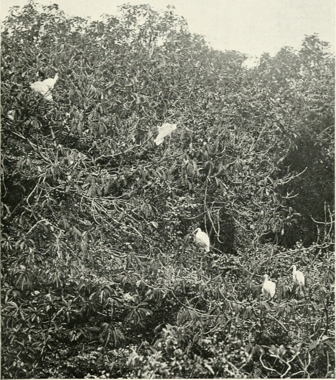 Malagasy Sacred Ibis