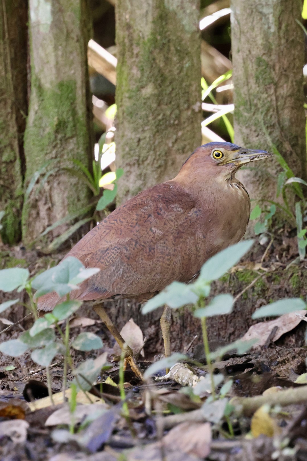 Malayan Night Heron