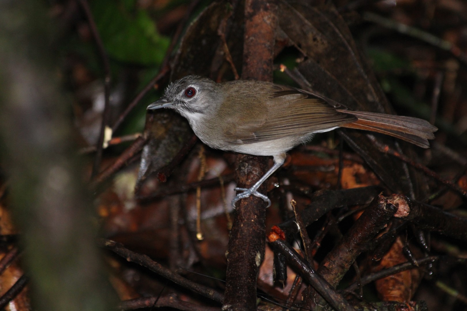 Malaysian Babbler