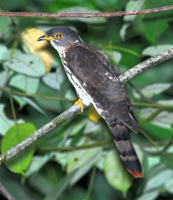 Malaysian Hawk-Cuckoo