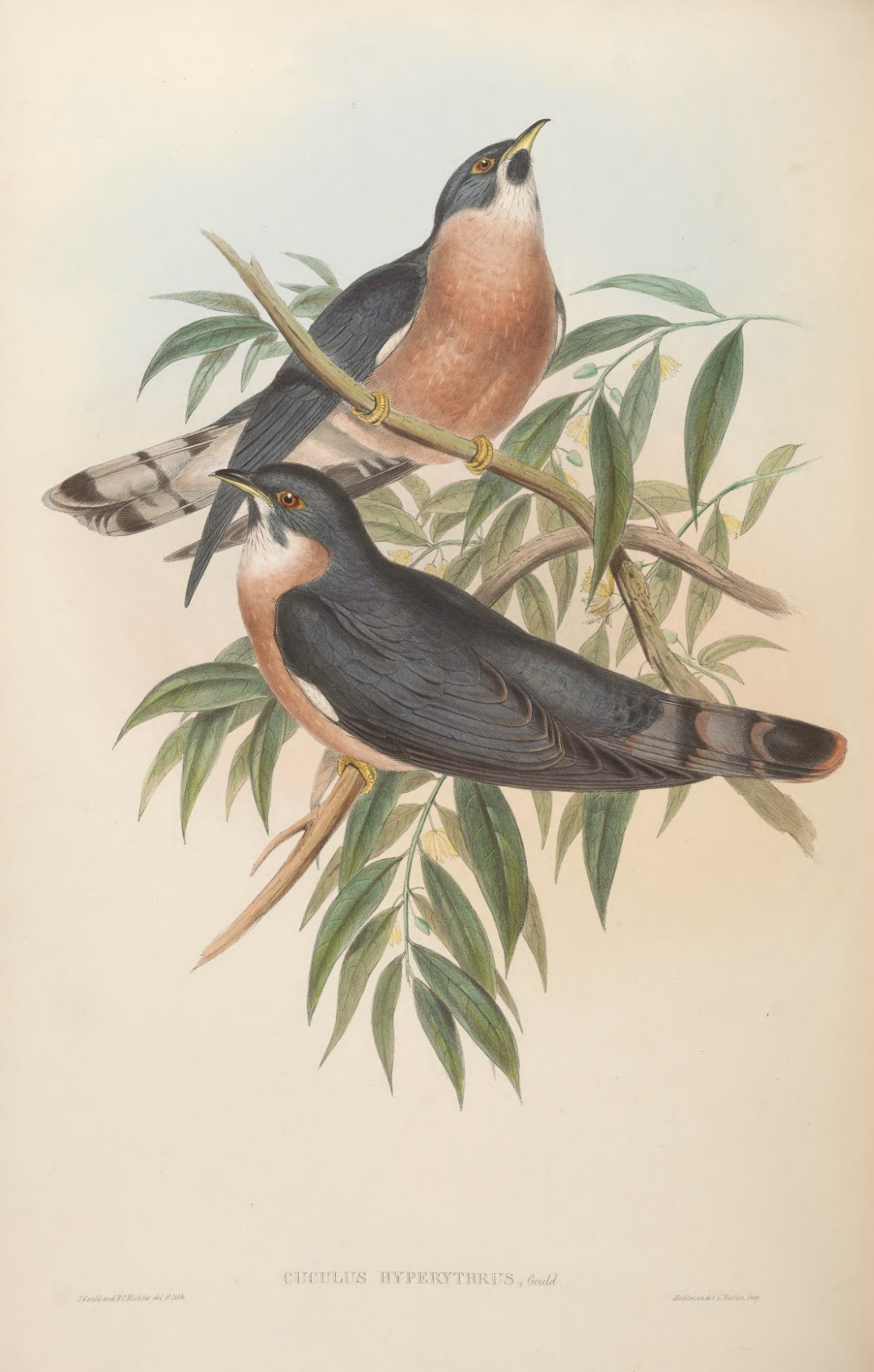 Malaysian Hawk-Cuckoo