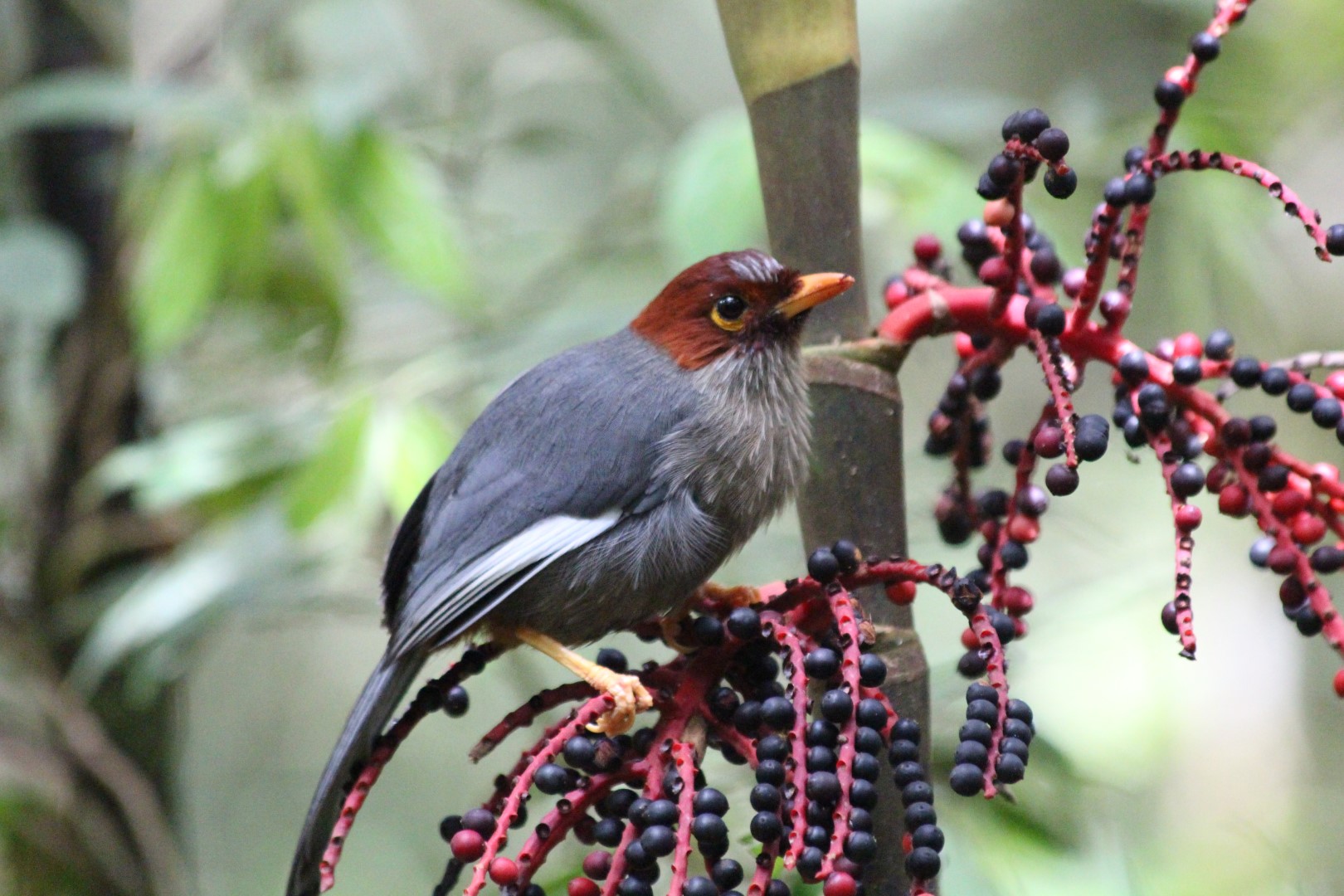 Malaysian Treepie