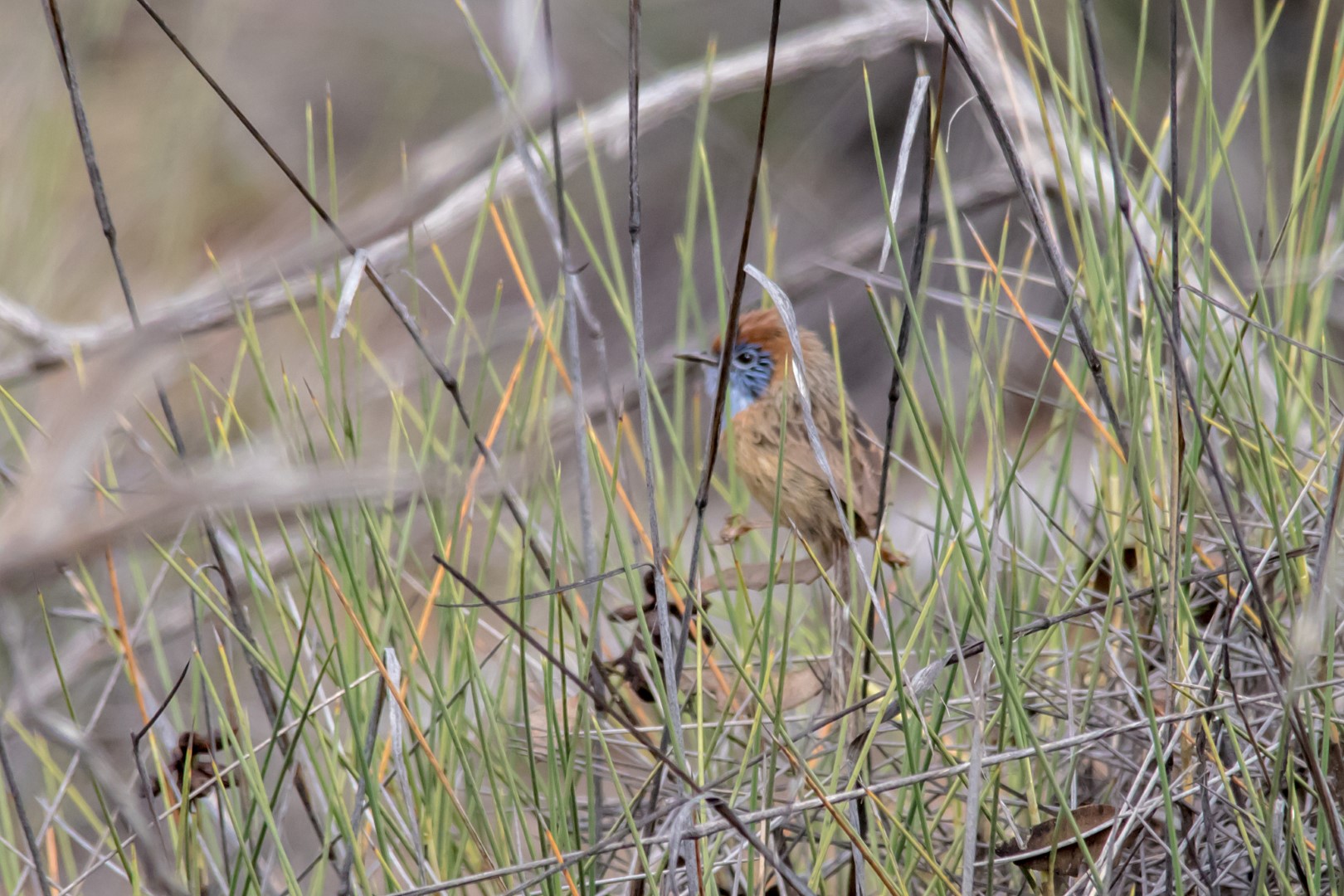 Mallee Emuwren