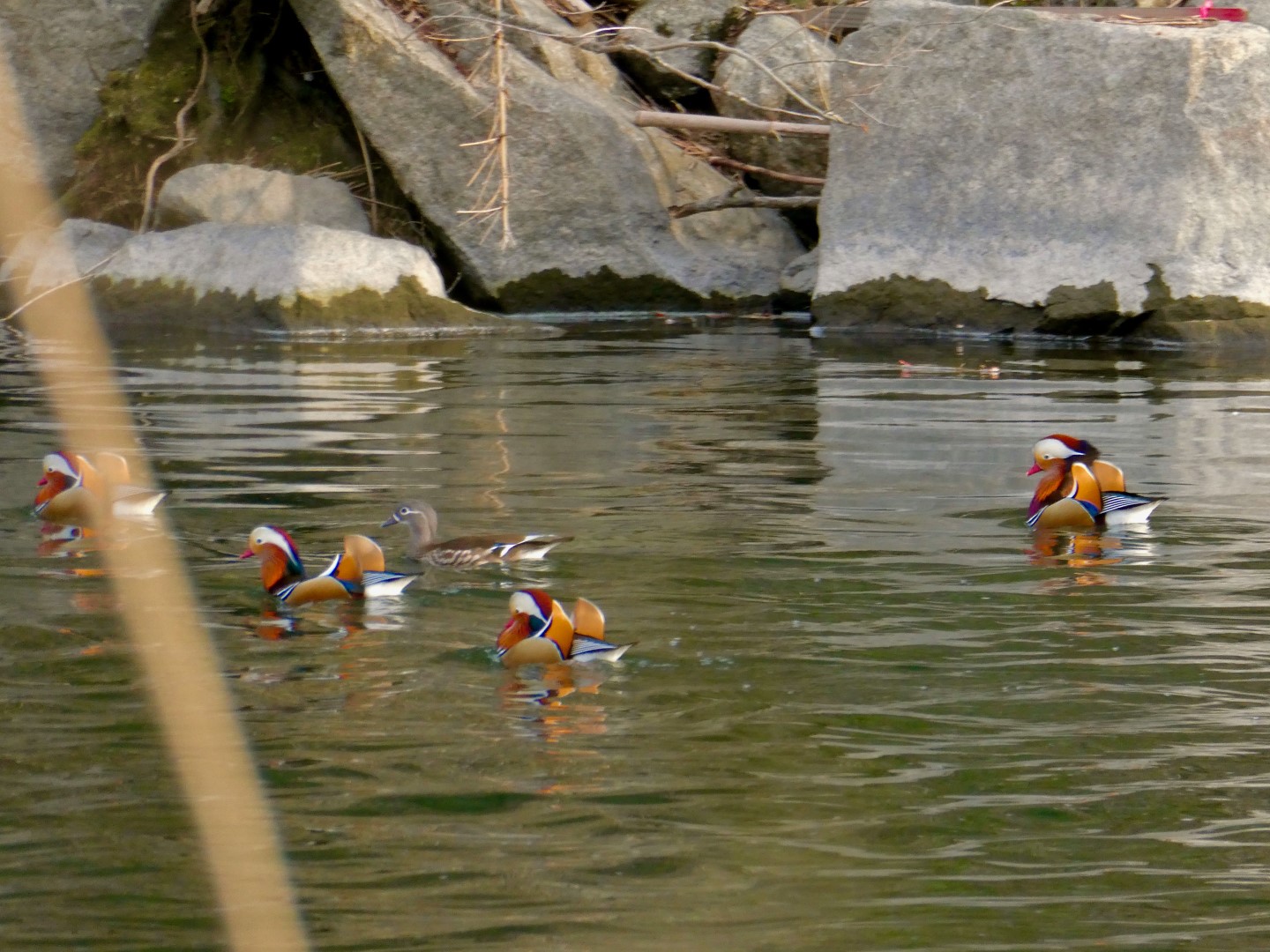 Mandarin Duck