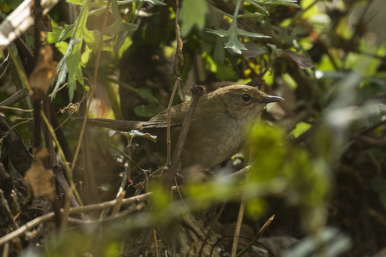 Mandelli's Bush Warbler