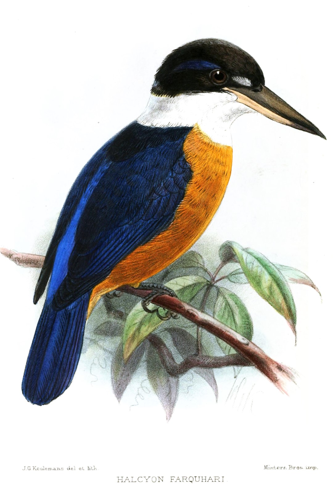 Mangarevan kingfisher