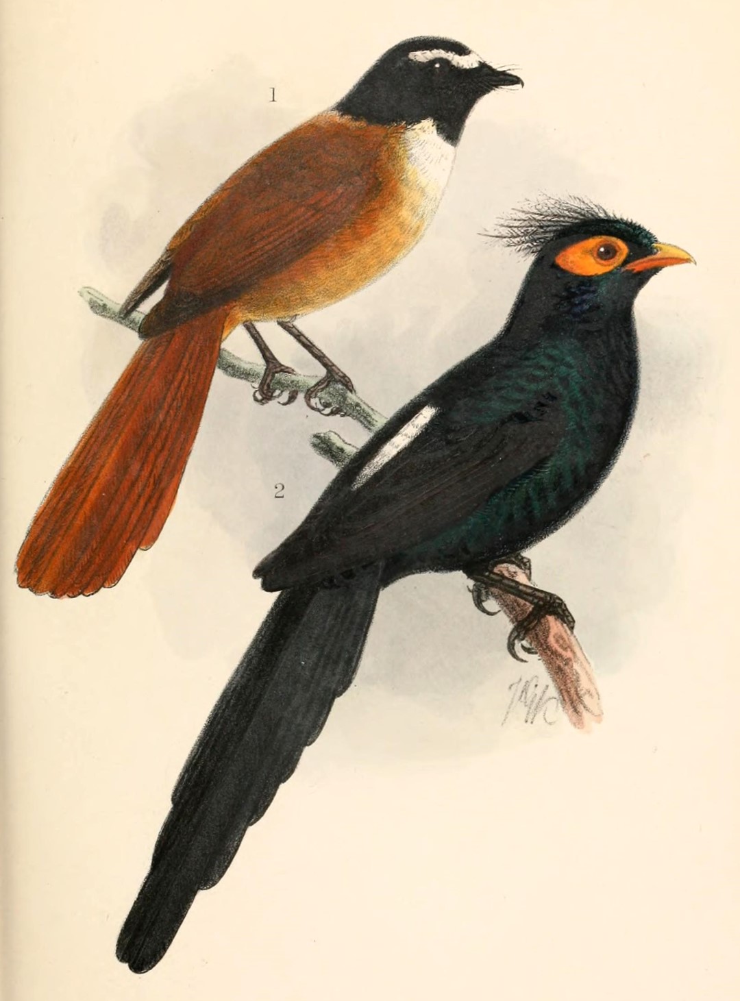 Mangrove Fantail
