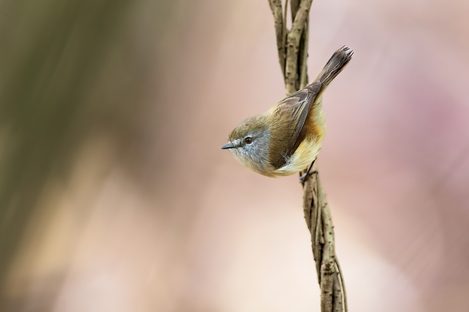 Mangrove Gerygone
