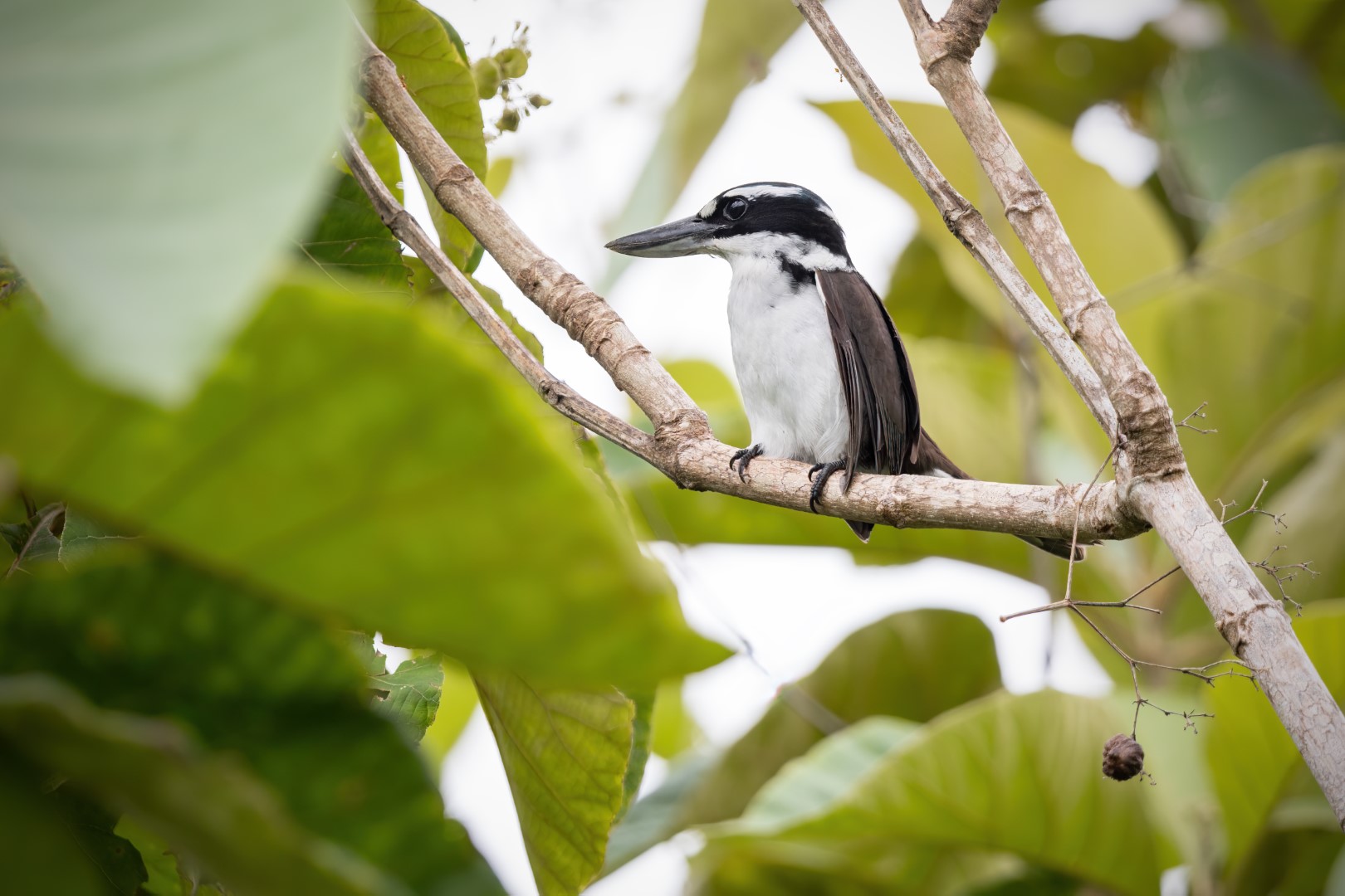 Mangrove Kingfisher