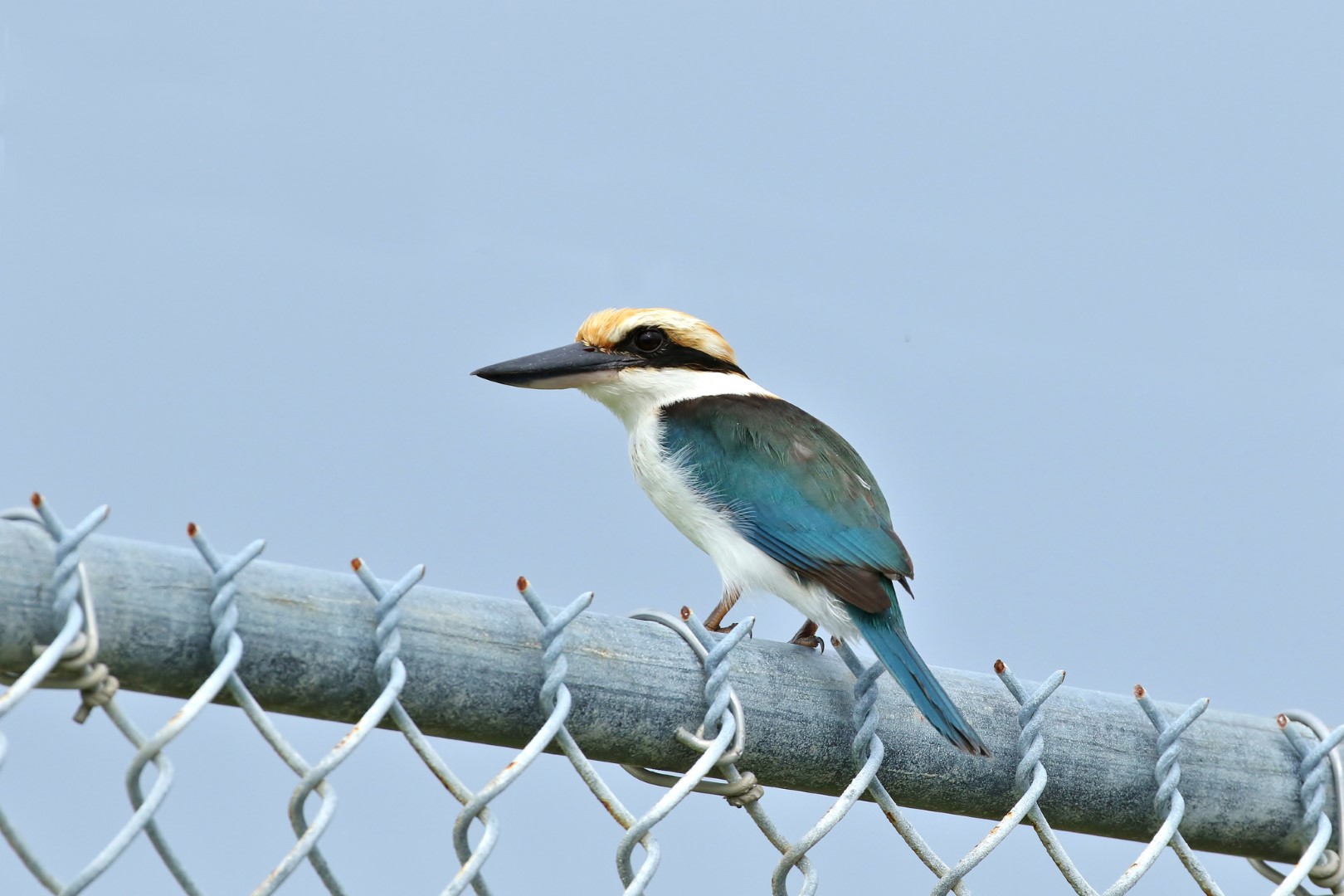 Mangrove Kingfisher
