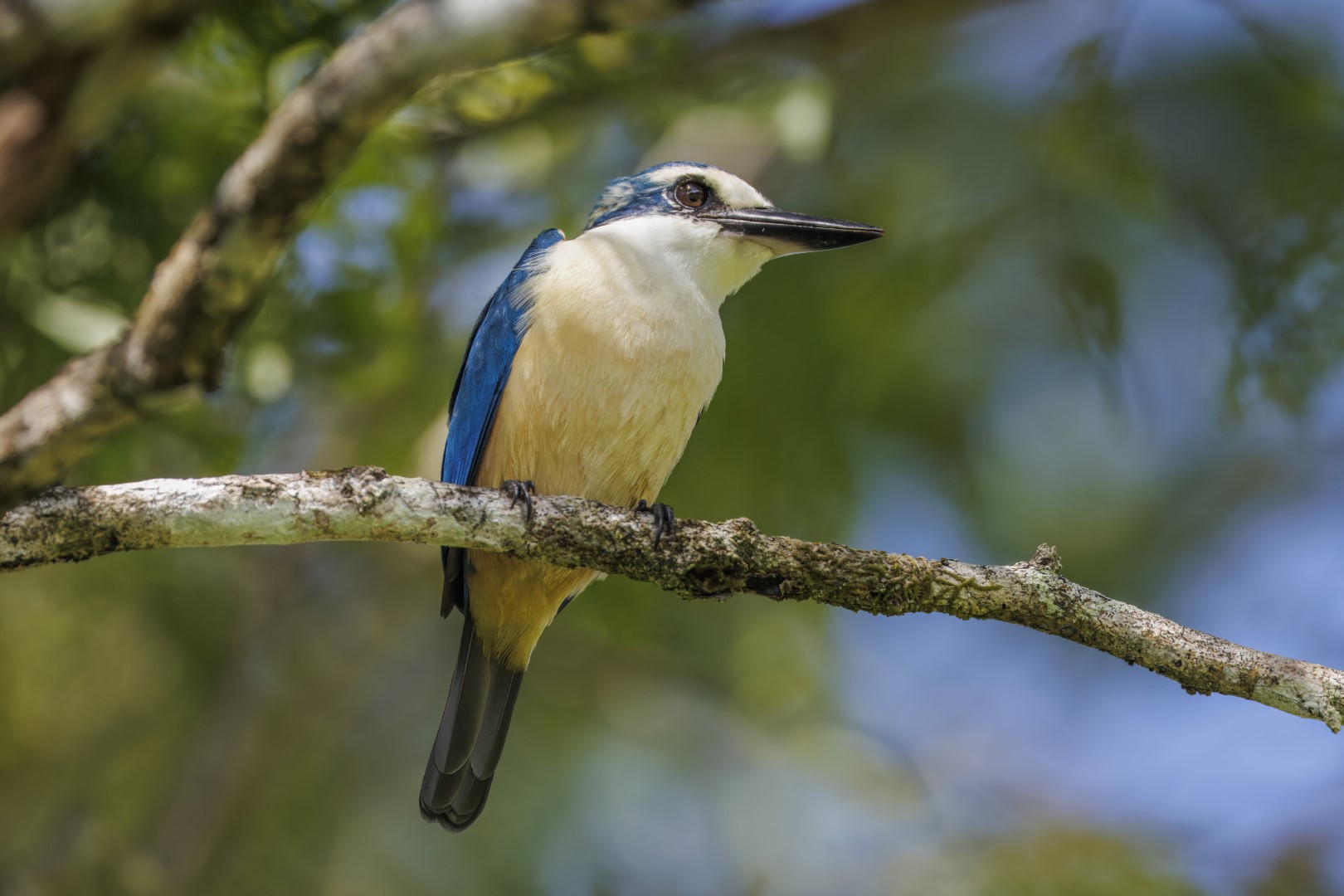Mangrove Kingfisher