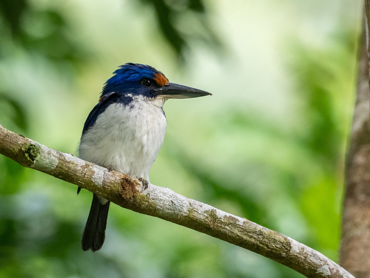 Mangrove Kingfisher