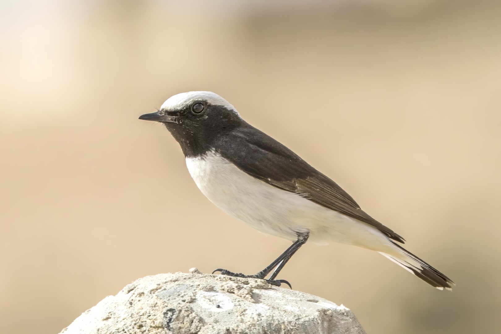 Mangrove Wheatear