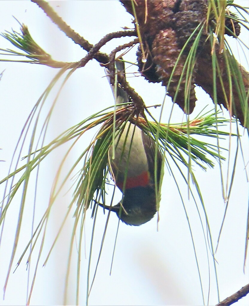 Mano Sunbird