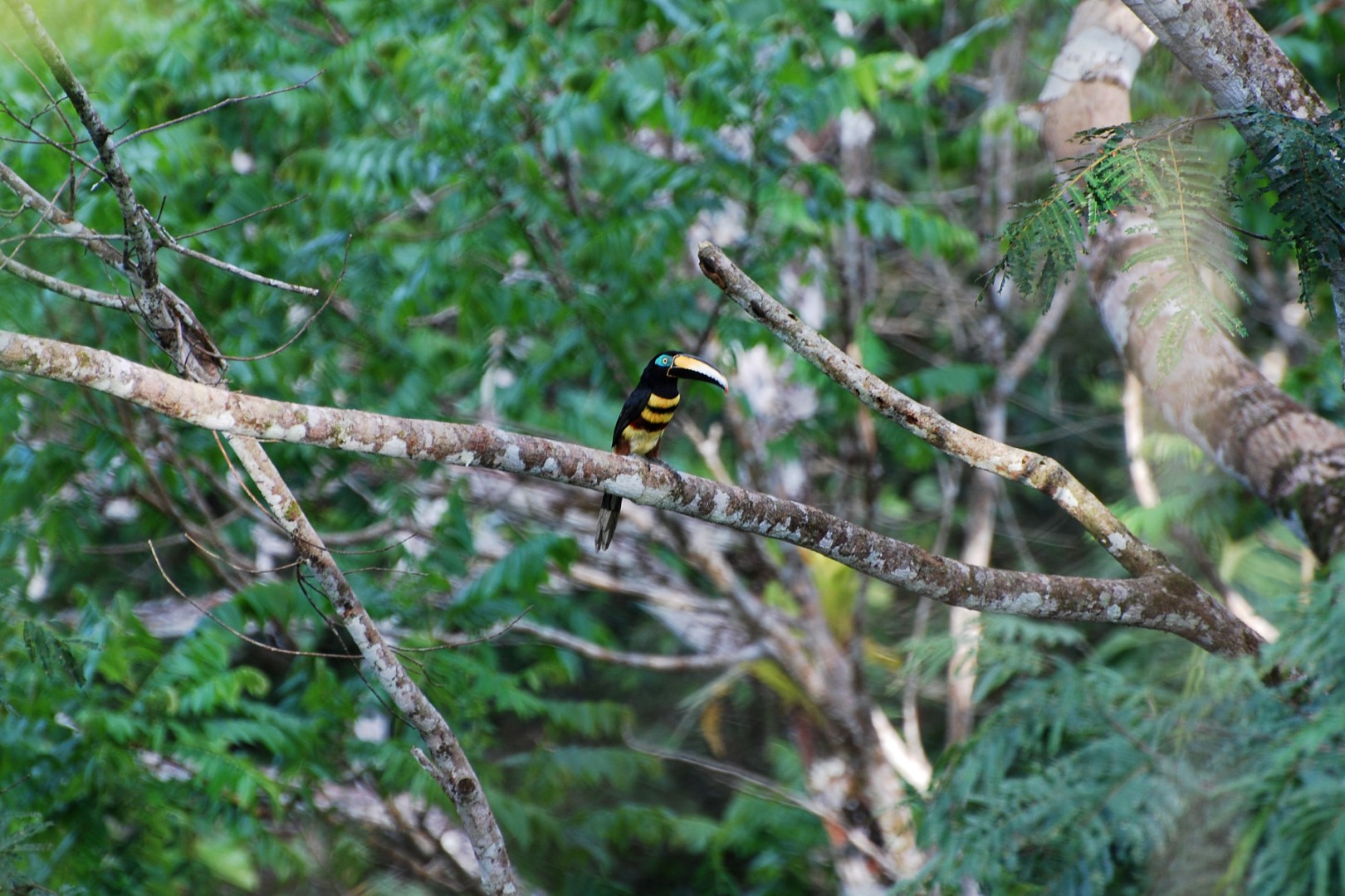 Many-banded Aracari