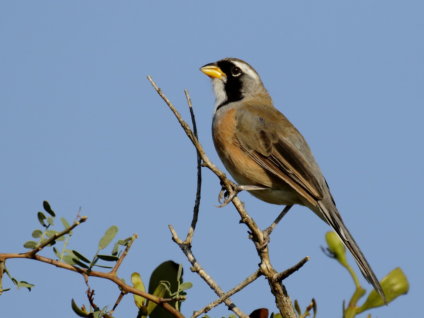 Many-colored Chaco-Finch