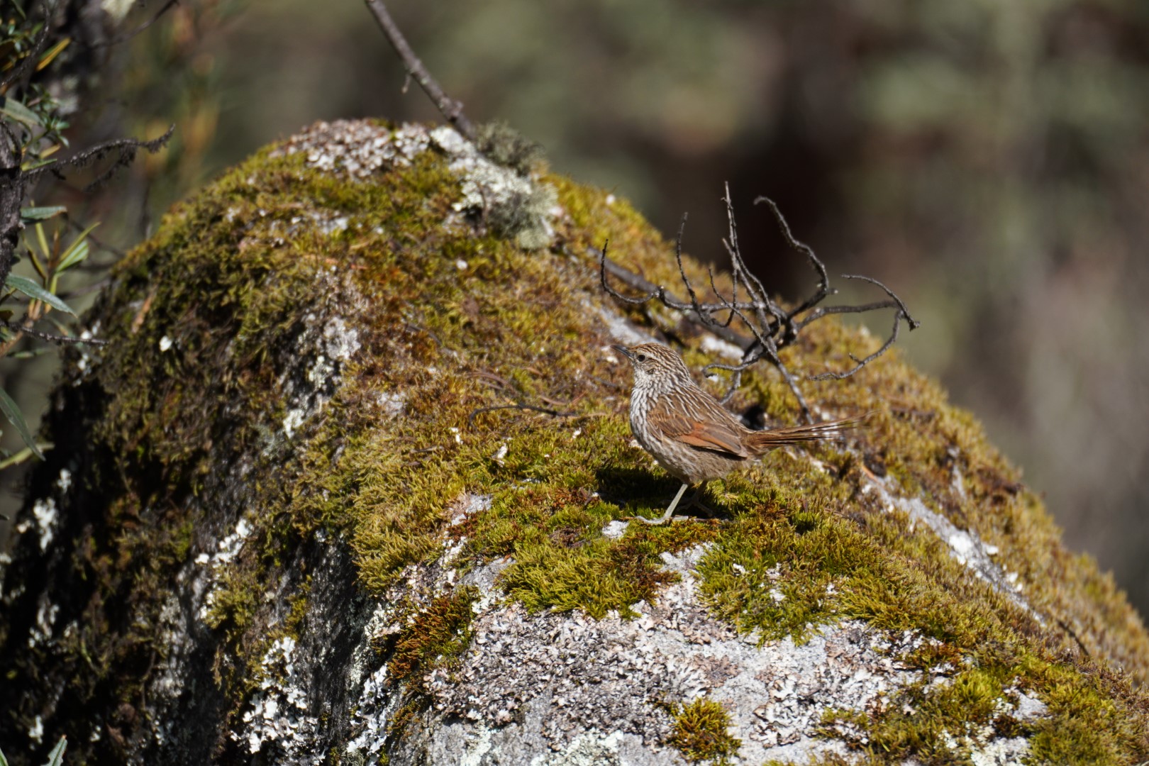 Many-striped Canastero