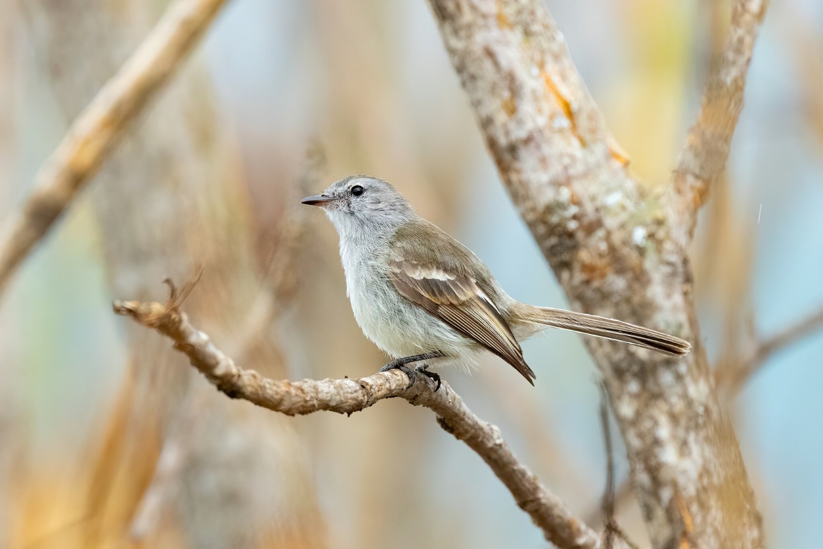 Maranon Gnatcatcher
