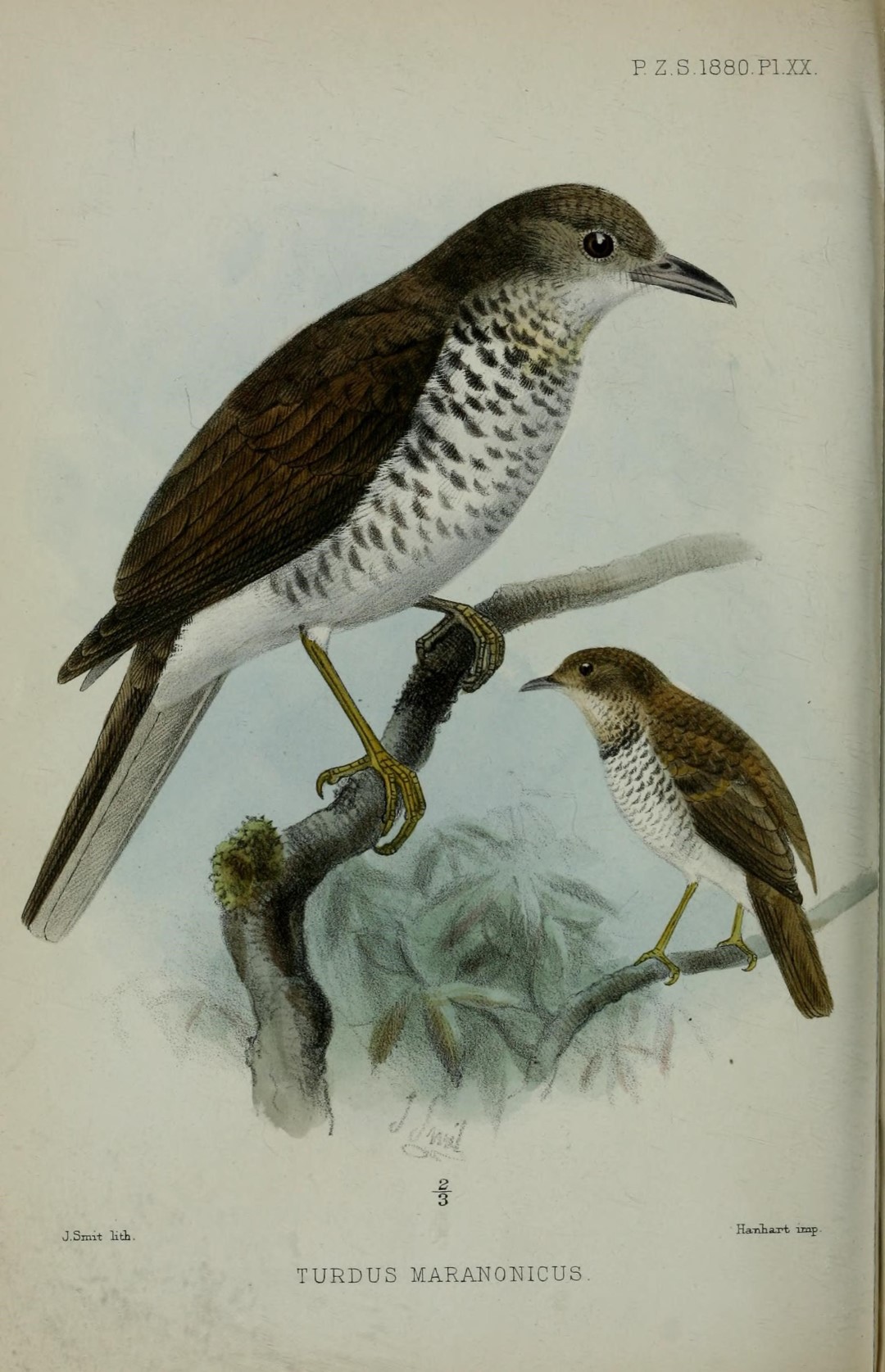 Maranon Thrush