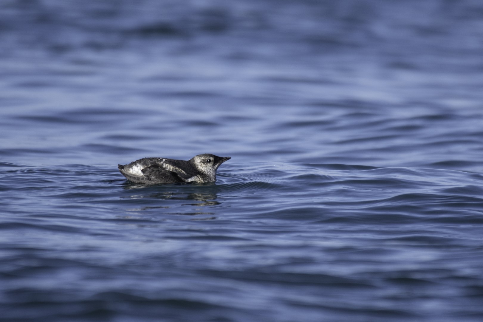 Marbled Murrelet