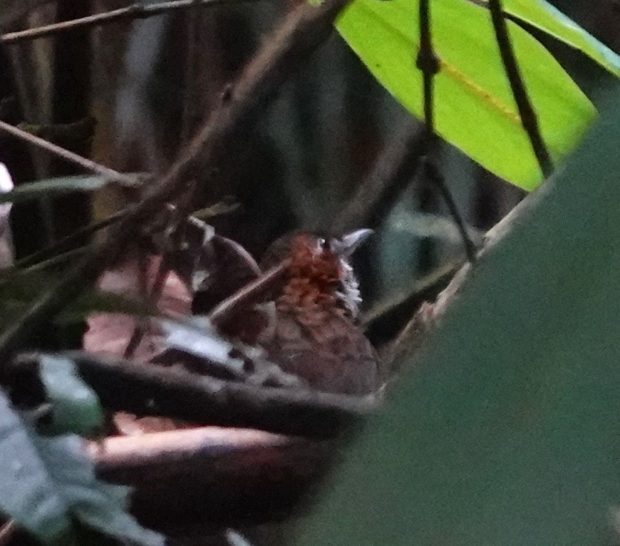 Marbled Wren-babbler