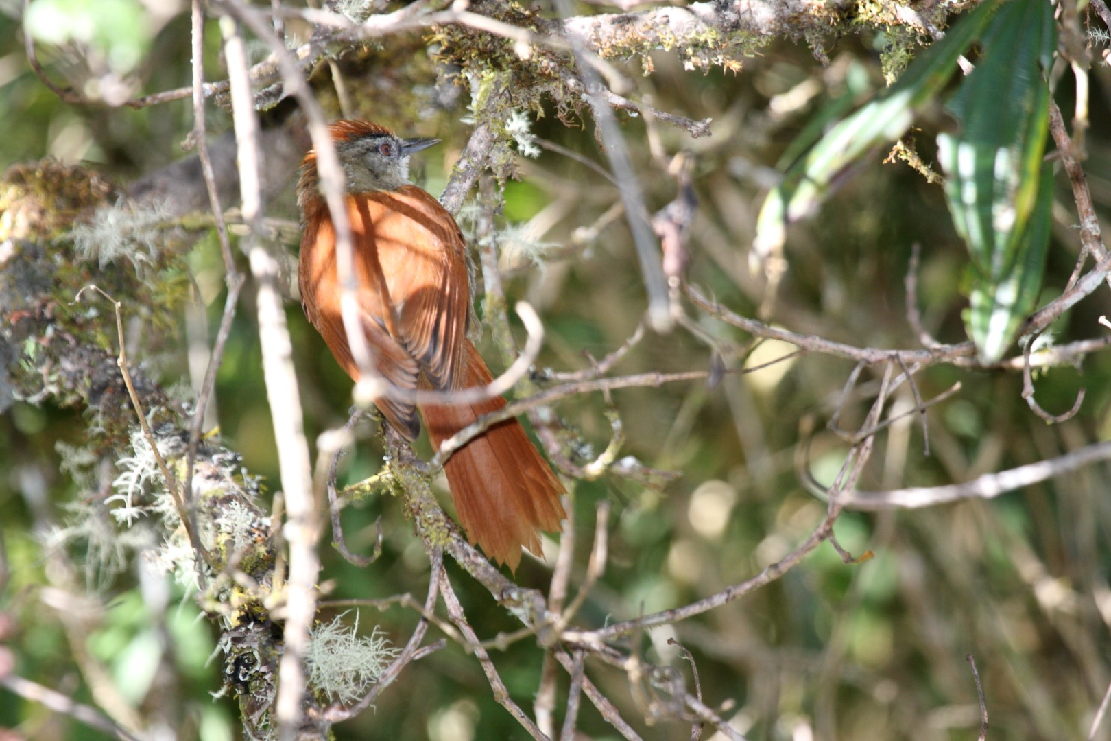 Marcapata Spinetail