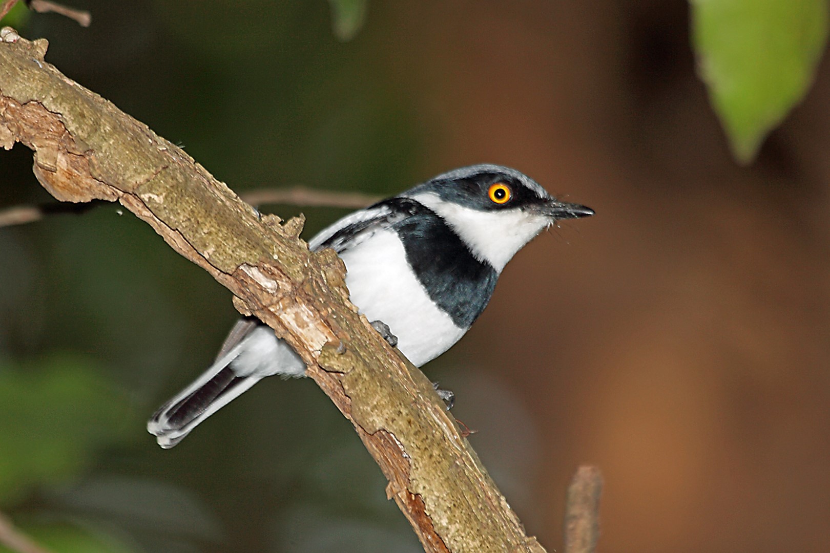 Margaret's Batis