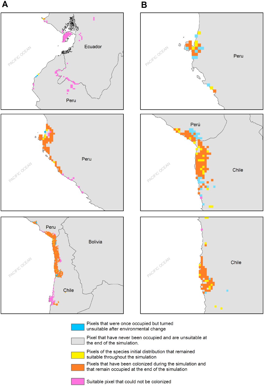 Markham's Storm Petrel