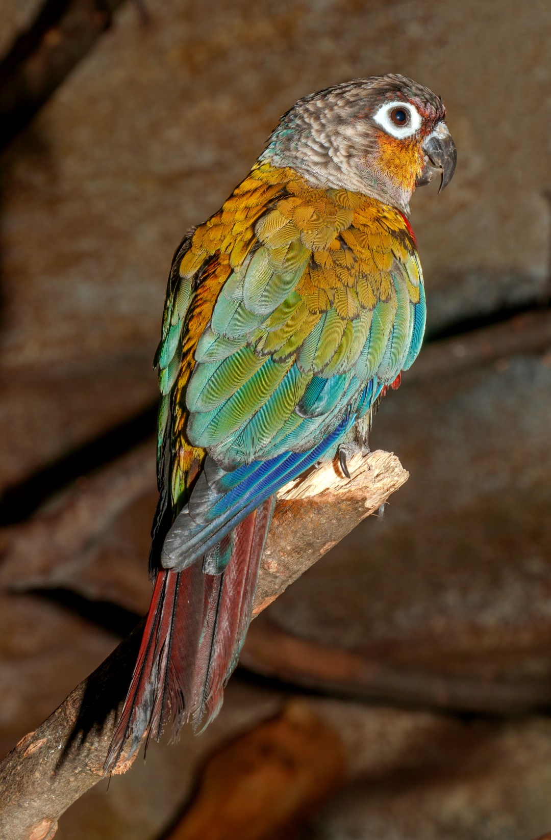 Maroon-bellied parakeet