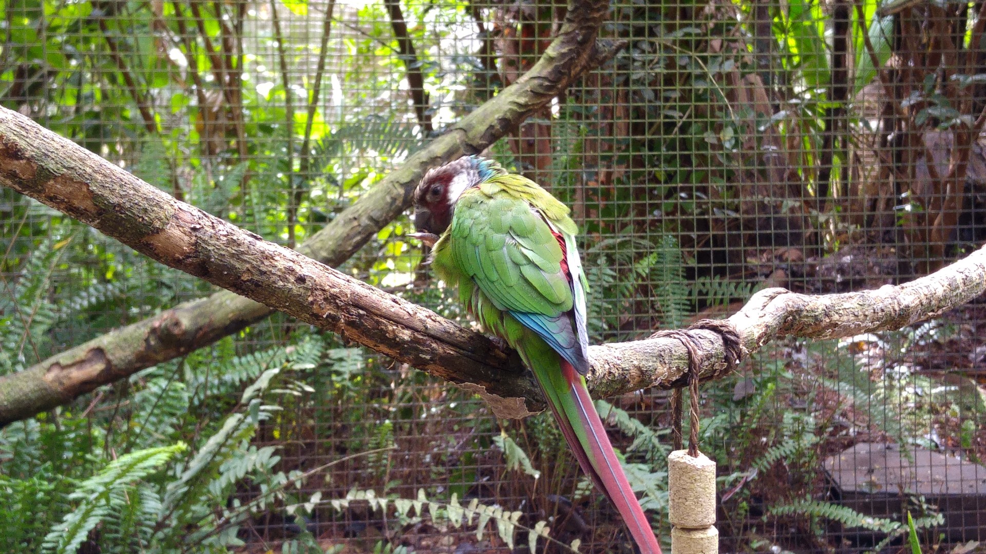 Maroon-bellied parakeet