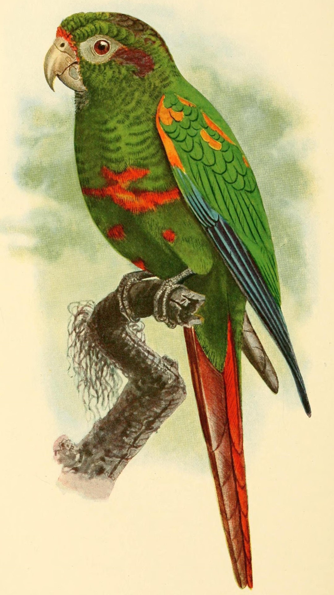 Maroon-bellied Parakeet