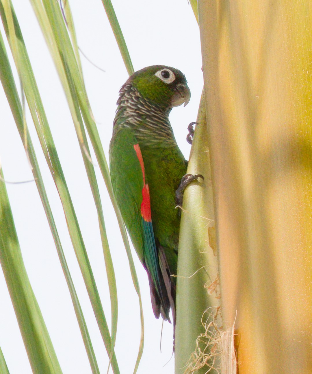 Maroon-bellied parakeet