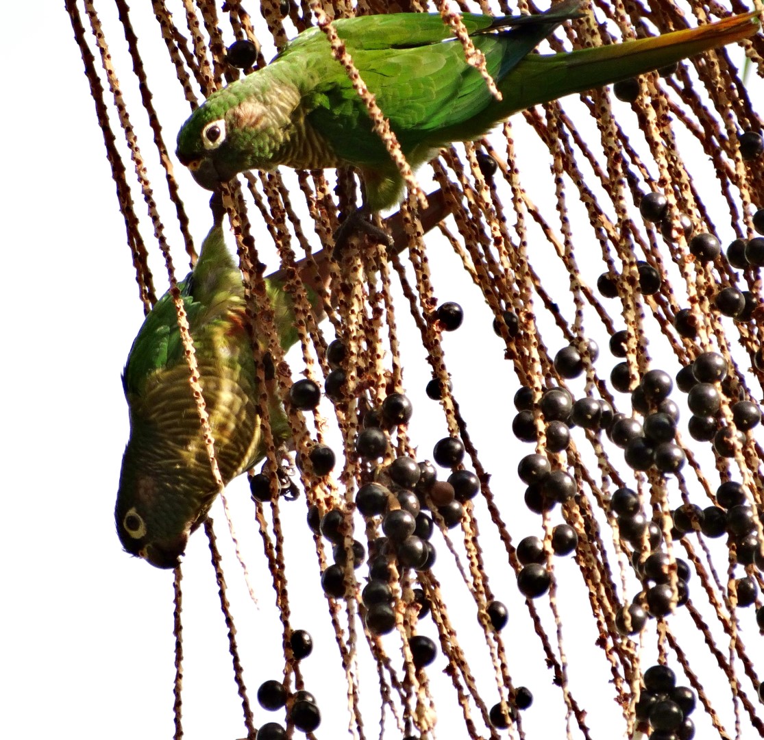 Maroon-bellied parakeet
