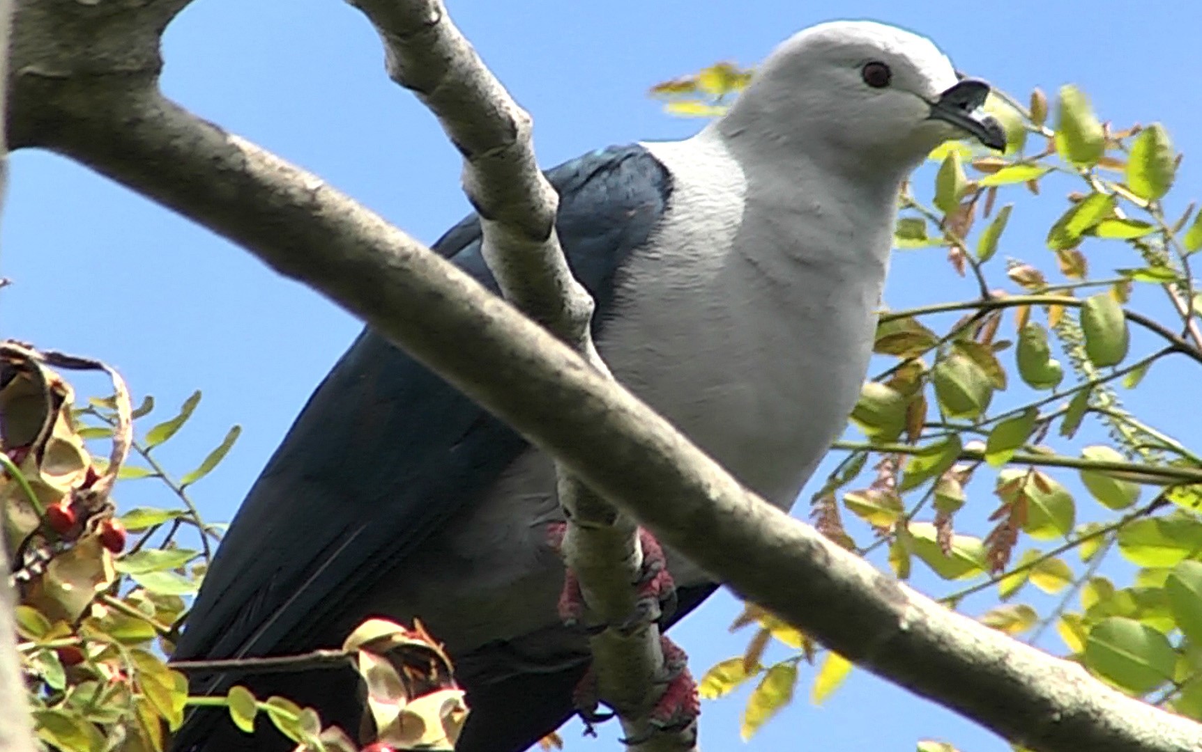 Maroon-breasted Fruit Dove