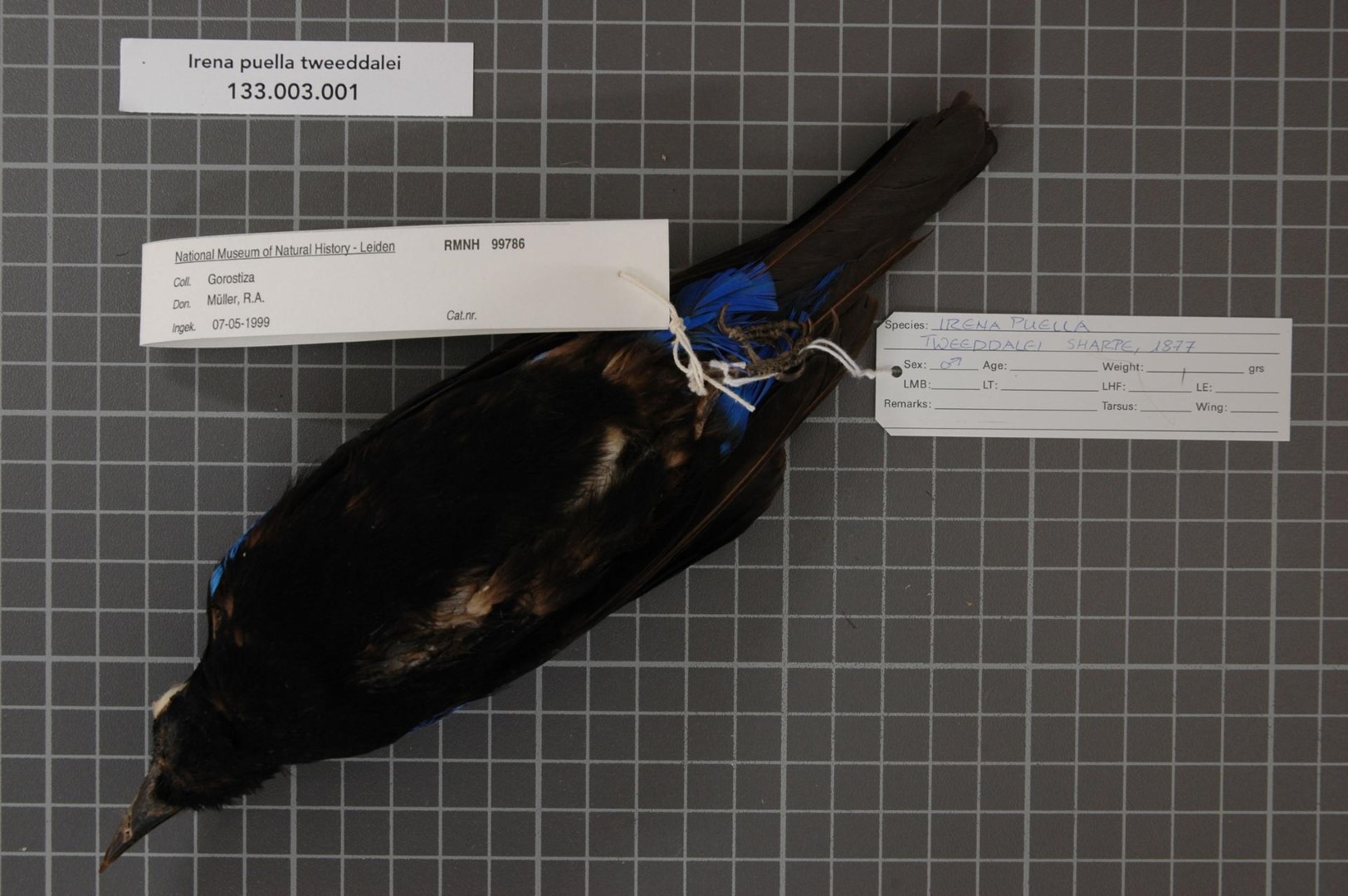 Maroon-breasted Pitta